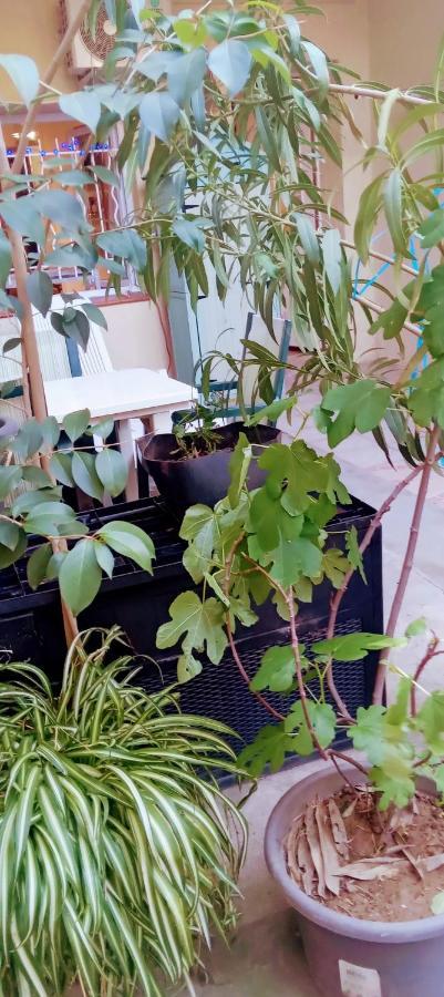 Joli Studio avec SPA et jardin Espira-de-l'Agly Extérieur photo